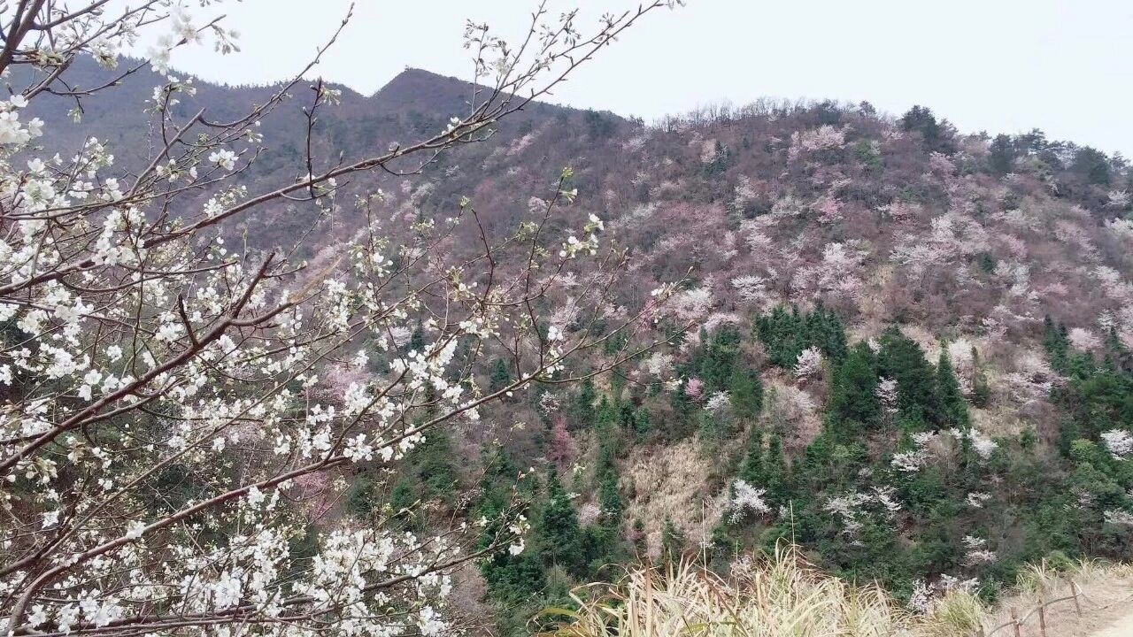 山樱野红茶叶