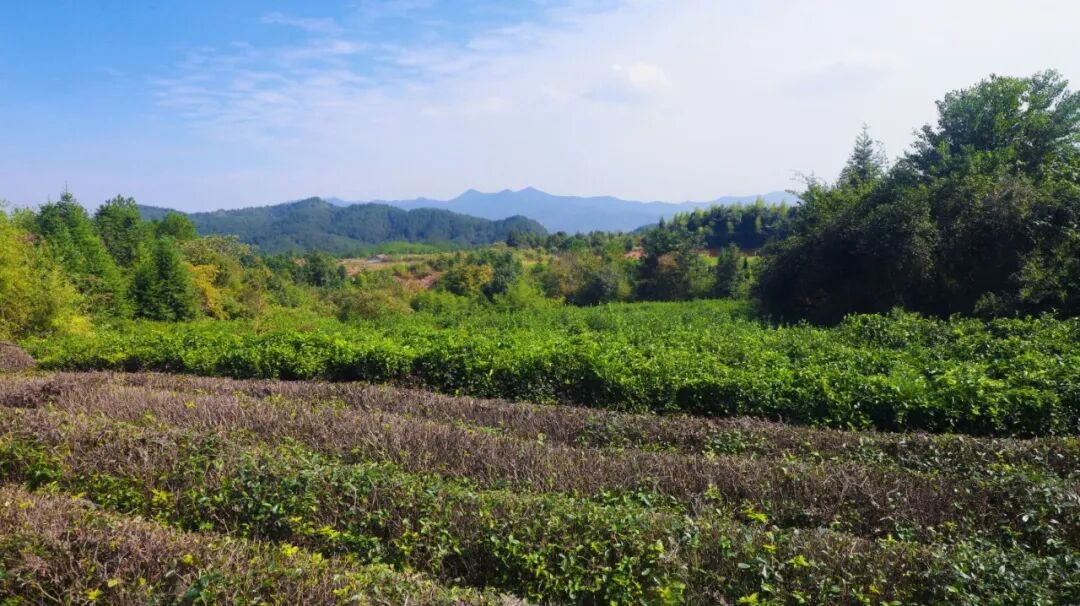 南昌湾里茶园