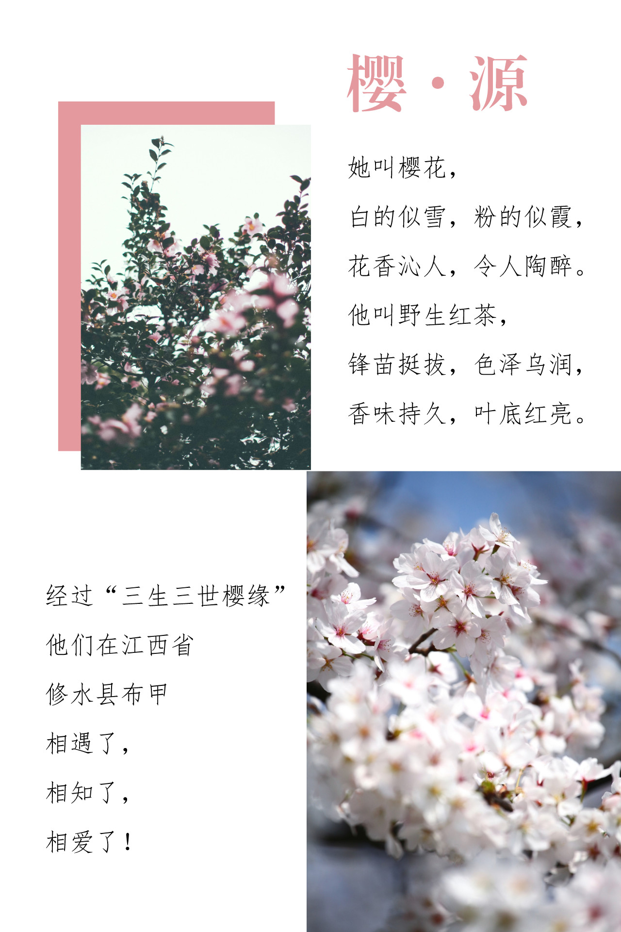 修水布甲乡茶园